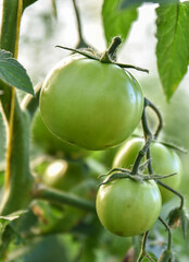 green tomatoes on the bush in jijel province, Algeria, Unripe green tomatoes growing on the garden bed. Tomatoes in the greenhouse. The green tomatoes on a branch.