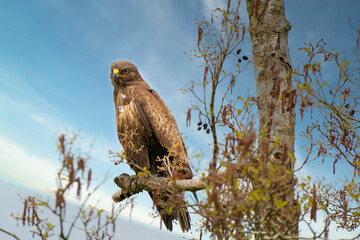 Impressive buzzard, buteo buteo, sitting on a branch in the spring with copy space. Dominant bird of prey is observing on a branch. Feathered animal with white and brown plumage. Impressive sky