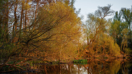 Fototapeta premium Springtime at the riverbank - Frühling am Flußufer