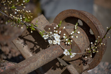 Rusty and abandoned train wheel in the countryside with plum tree flower branches