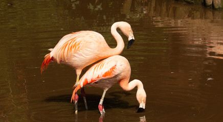 Chilean Flamingo (Phoenicopterus chilensis) pair of Chilean flamingo with a dark green and brown background and ripples