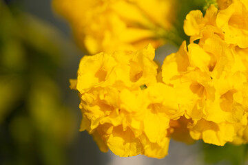Tecoma stans flower nature background