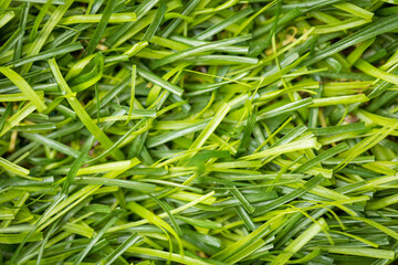 Green artificial grass for lawn decoration