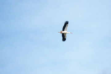 One stork fly high in the blue sky, detailed