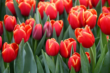 Fototapeta premium Beautiful Darwin hybrids tulips bi-colors with orange tulip buds with green branch and leaves growth in spring garden nature, sweet romantic and freshness flower, concept nature texture background.
