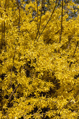 Fototapeta premium Forsythia europaea bush with yellow flowers blooming early spring