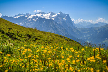 Fototapeta na wymiar Beautiful yellow flowers on alpine meadow in Swiss Alps