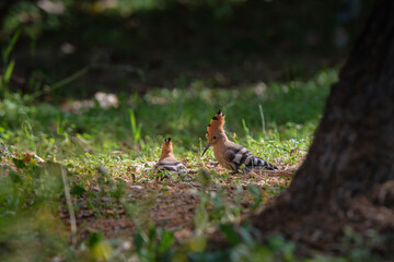 Naklejka na ściany i meble Hoopoes searching for food on the forest floor