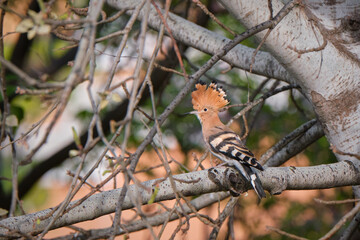 Hoopoe on a tree branch with an unfolded crest