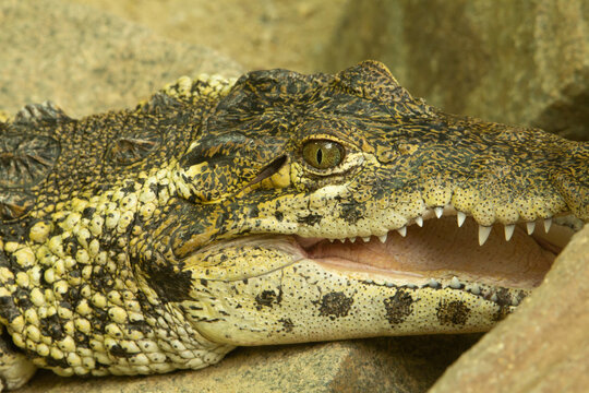 Cuban crocodile (Crocodylus rhombifer) a single Cuban crocodile resting with his mouth open