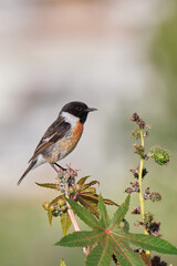 European stone stone (Saxicola rubicola) perched on a castor bean plant with a light background in vertical image