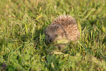 hedgehog in the grass