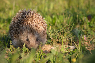 Closeup of a european hedgehog on the grass of a park