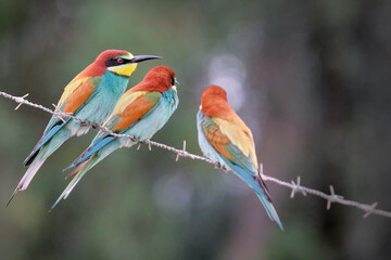 Set of three Bee-eaters perched on a thorn wire with a nice blur background in dark green tones