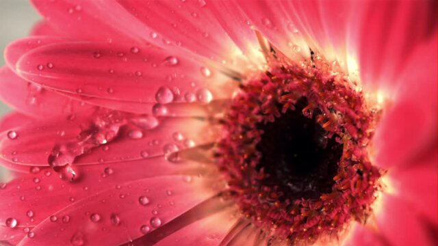 Super slow motion from the gerbera flower drains drops of water. Macro background. Filmed on a high-speed camera at 1000 fps.High quality FullHD footage