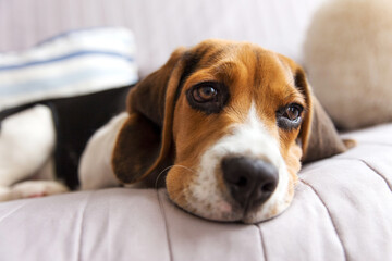 Beagle Dog Lying On The Bed