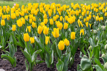 Obraz premium background of urban yellow tulips