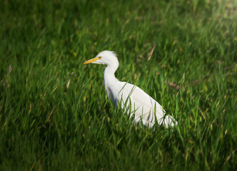 Cattle heron in the grass
