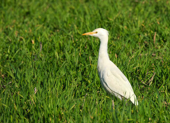 Close-up Of Cattle Egret On Plants