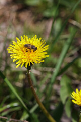 Yellow dandelion and bee