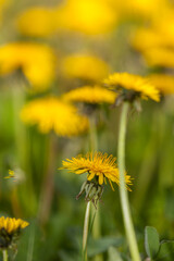 Obraz premium yellow dandelions