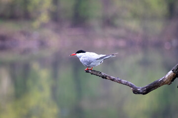 red winged blackbird