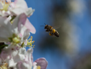 bee on a flower