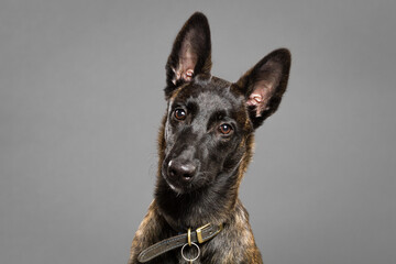 lovely dutch and belgian shepherd malinois crossbreed dog close up portrait in a studio on a grey background