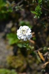 Evergreen candytuft Tahoe