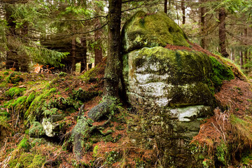Trees in a deep forest in a mountains. Table mountain