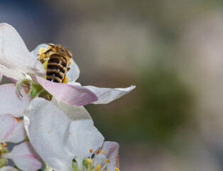 bee on a flower