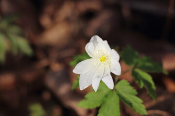 Obraz premium anemone