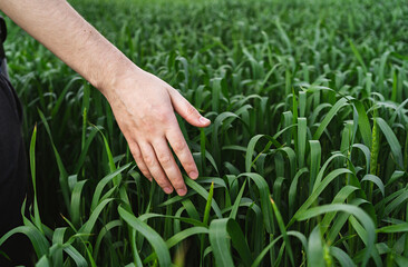 Young green wheat field. Close-up of man hand touching wheat Ears. Rich harvest Concept. Farmer or agronomist checks the crop.