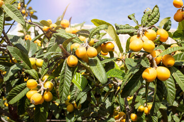 Medlar fruits ripening on the tree, also known as Nispero or Japanese Loquat in the sun in spain