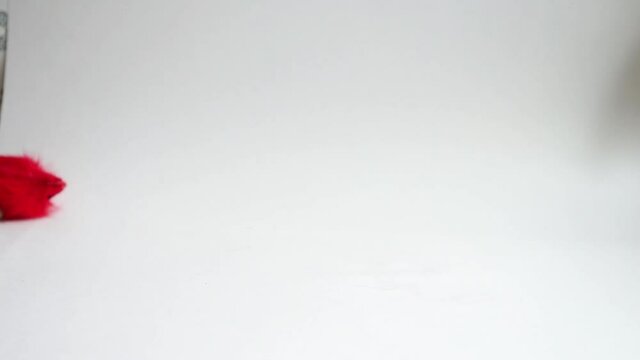 The cat plays with a red toy mouse on a white background, grabs it with its paw. A fur toy for a pet with catnip.
