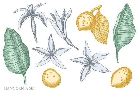 Vector set of hand drawn pastel hancornia