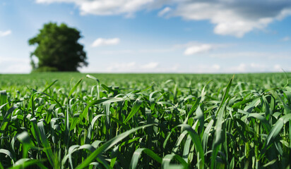 Obraz premium .Wheat field. Ears of young green wheat close up. Rural Scenery with blue sky. Background of ripening ears of wheat field. Rich harvest Concept.