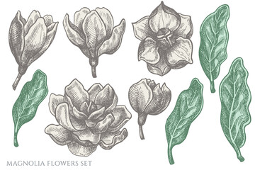 Vector set of hand drawn pastel magnolia flowers