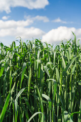 .Wheat field. Ears of young green wheat close up. Rural Scenery with blue sky. Background of ripening ears of wheat field. Rich harvest Concept.