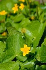Marsh Marigold
