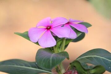 Madagascar periwinkle plant of the species catharanthus roseus Photo,Flower white fresh.