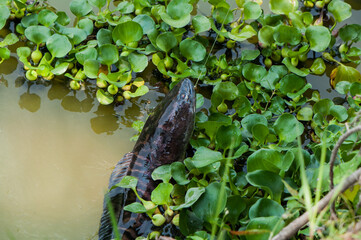 Freshwater sports fishing species / Toman aka Giant Snakehead / When hooked, they put up a strong...