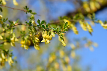Chinese Pea Shrub