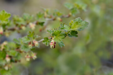 European gooseberry