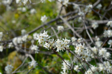 Snowy mespilus