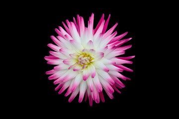 Opened flower of a cactus dahlia.