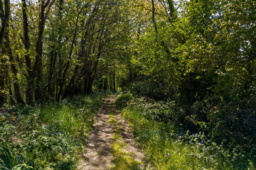 chemin étroit dans le bocage mayennais