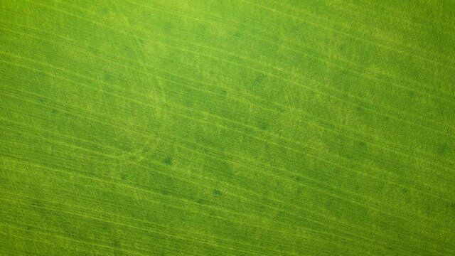 Aerial view drone camera flight over green corn field. Agriculture food production, plantation from up above, top view crop lines texture. Concept of work in agronomic farm for making business and