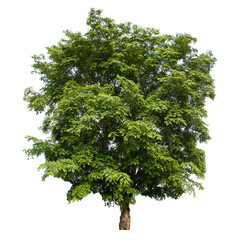Tree isolate on white background with clipping path.