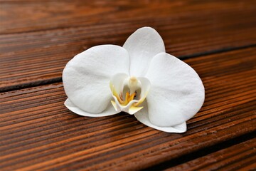Obraz na płótnie Canvas white orchid on wooden background